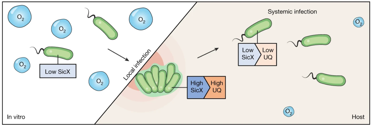P. aeruginosa SicX RNA